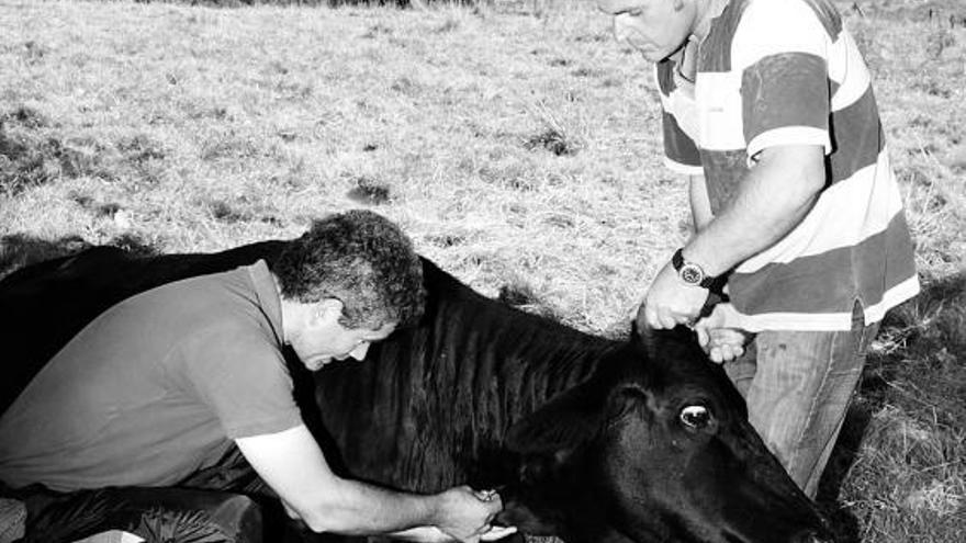 Un veterinario atiende a una vaca afectada por lengua azul, en una imagen de archivo.