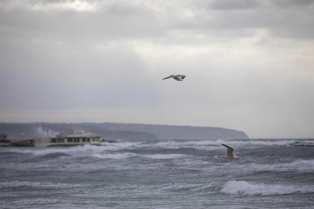 El tiempo en Mallorca: Las imágenes que deja el temporal en la isla