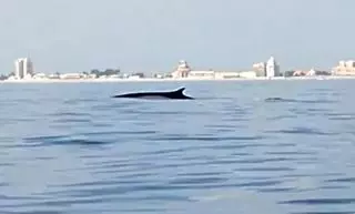 Avistan tres cetáceos cerca de las playas del entorno de l'Albufera