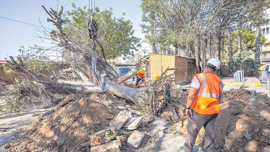 Así ha retirado Agamed tres ficus de gran porte del paseo de La Libertad de Torrevieja