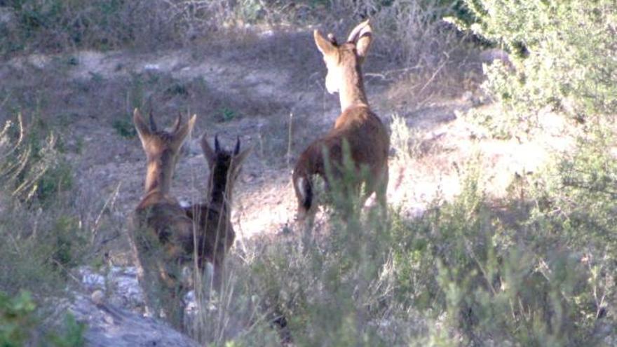 Ejemplares de cabra montesa en Xàtiva