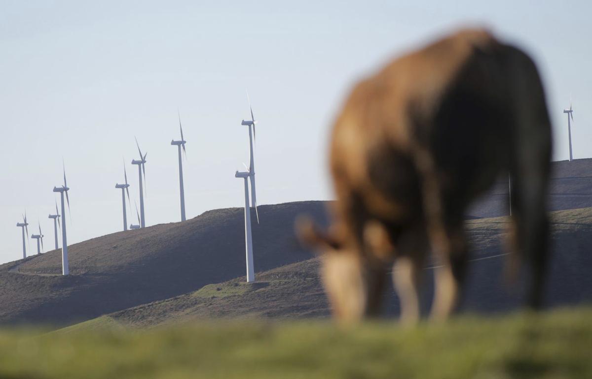 Una vaca frente a unos aerogeneradores eólicos en un parque gallego. |  Carlos Castro / E.P.