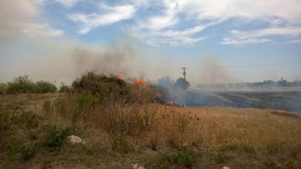 Der Brand im Gebiet Sa Vall in der Gemeinde Petra brach am Freitag (5.8.) gegen 13 Uhr aus.