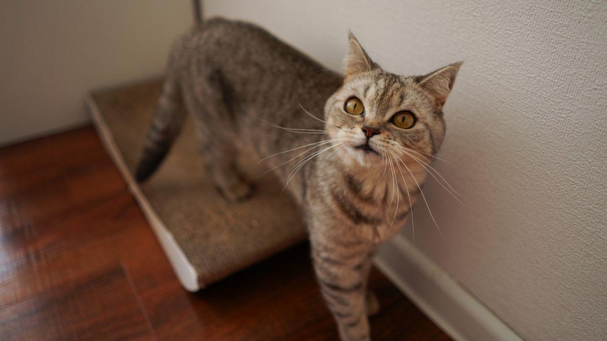 ¿Tu gato te entiende cuando hablas?