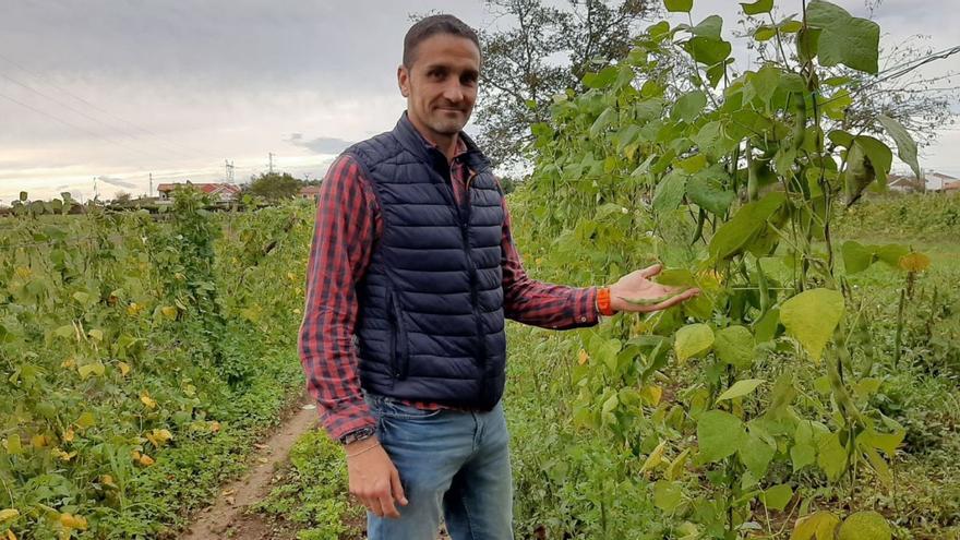 Manuel Álvarez, en su plantación de fabes de Argüelles. | L. P.