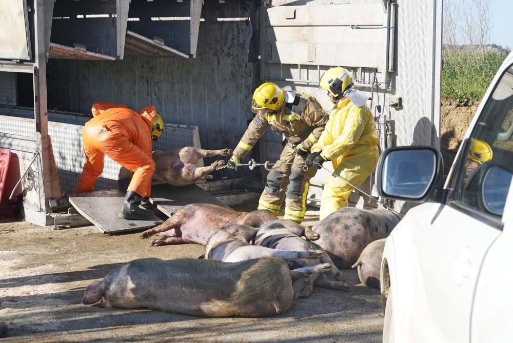 Bolca un camió amb porcs a la Tallada d'Empordà