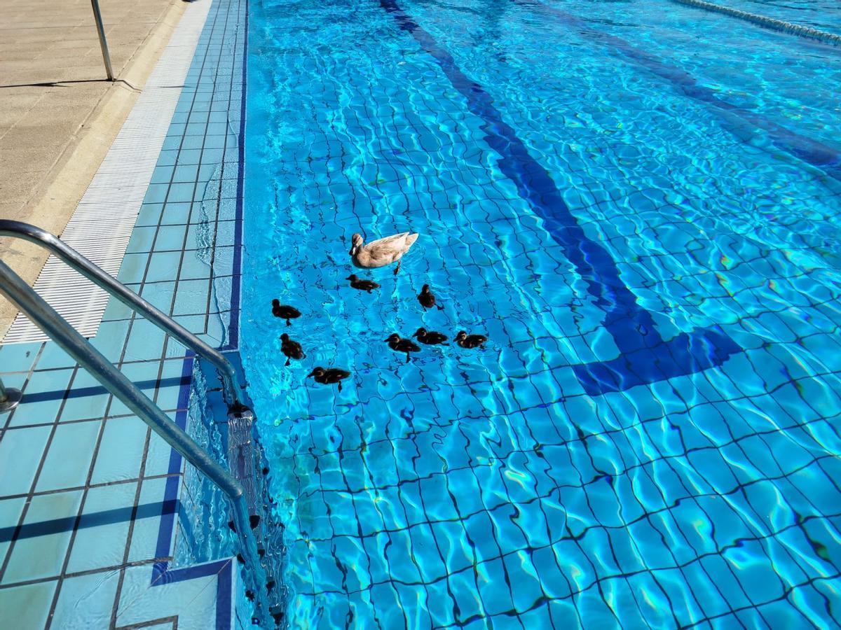 Patos en la piscina olímpica