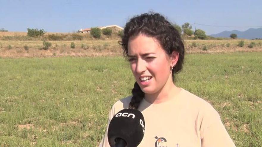 Instal·len càmeres en caixes niu per lluitar contra els depredadors del gaig blau