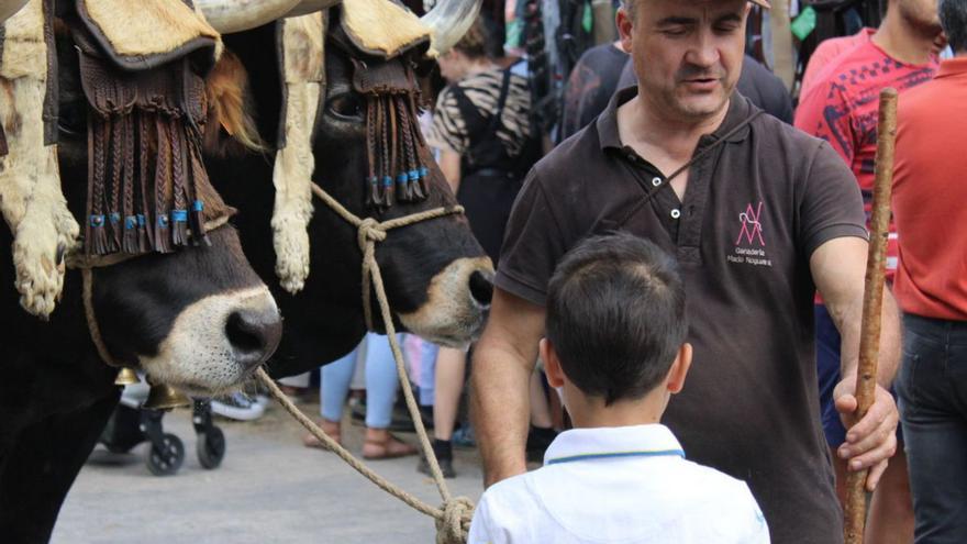 Carne a la plancha y pulpo al agua en la feria bovina de Porto de Sanabria