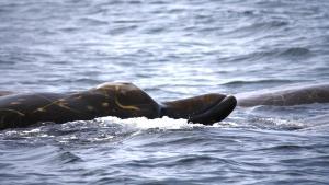 Un zifio de Baird frente a las islas Commander.