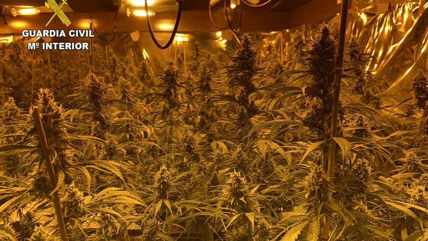 Una plantación de marihuana descubierta por la Guardia Civil en una vivienda.