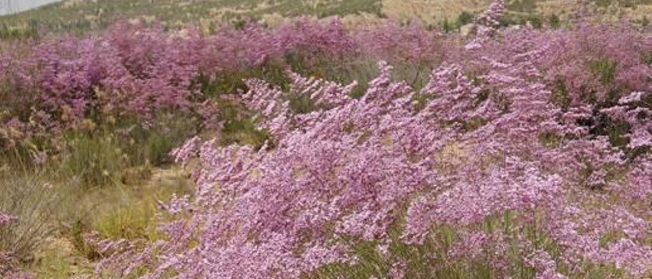 Naturaleza amenazada