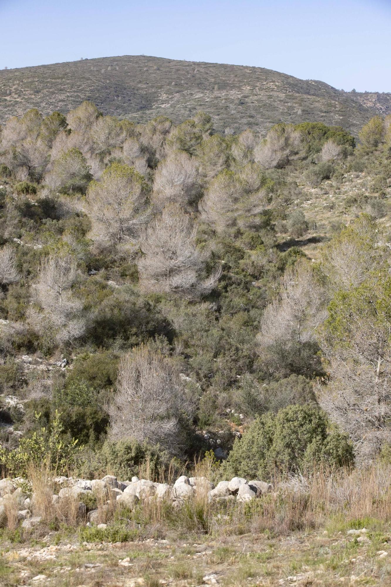 La procesionaria, una plaga que se expande en las zonas naturales