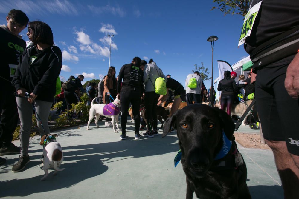 Can We Run: Gran carrera de perros para la concienciación animal