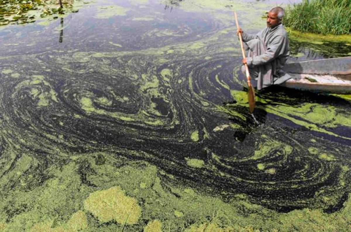 Un barquer del Caixmir, Índia, navega en un petit bot a l’interior del llac Dal.