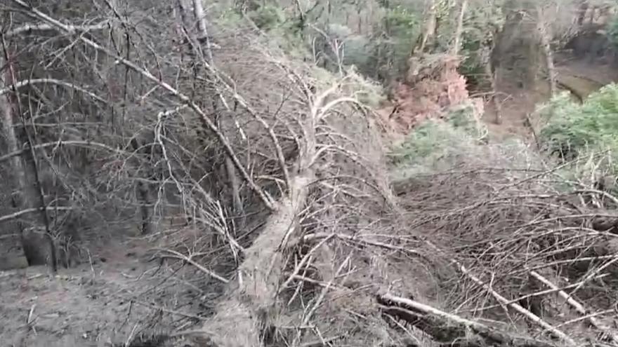 Varios árboles aparecen derribados en el bosque de Valorio