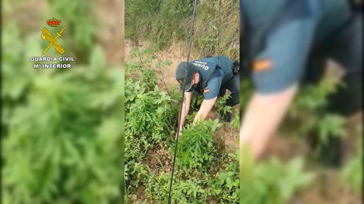 Un detenido por cultivar 66 plantas de marihuana en Caspe