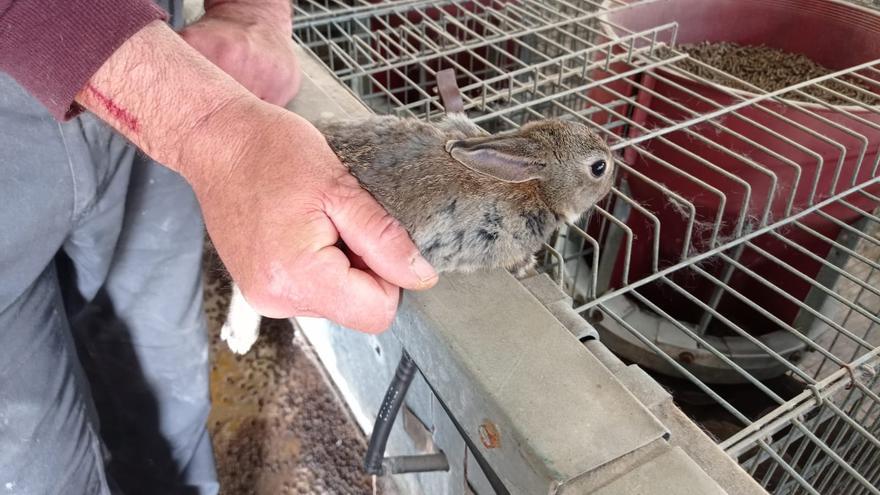 La alimentación, una solución a los problemas de la fauna menor