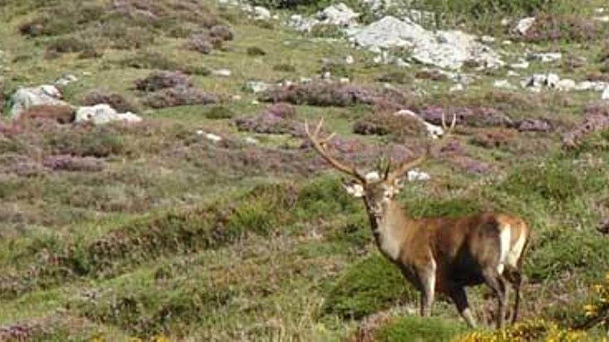 Un venado en el puerto de Ventaniella.