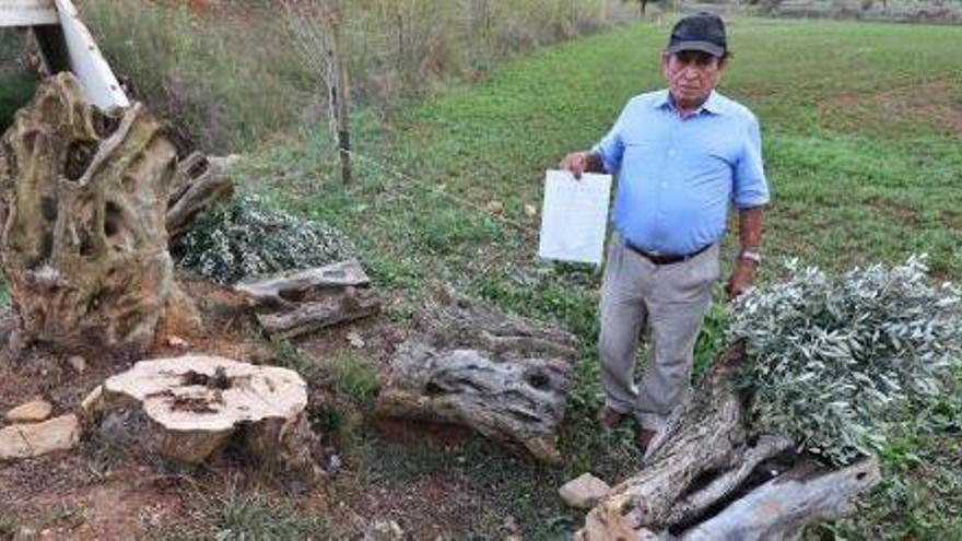 Pedro Colomar, ayer por la tarde, junto al tocón del olivo en su finca de Sant Llorenç.