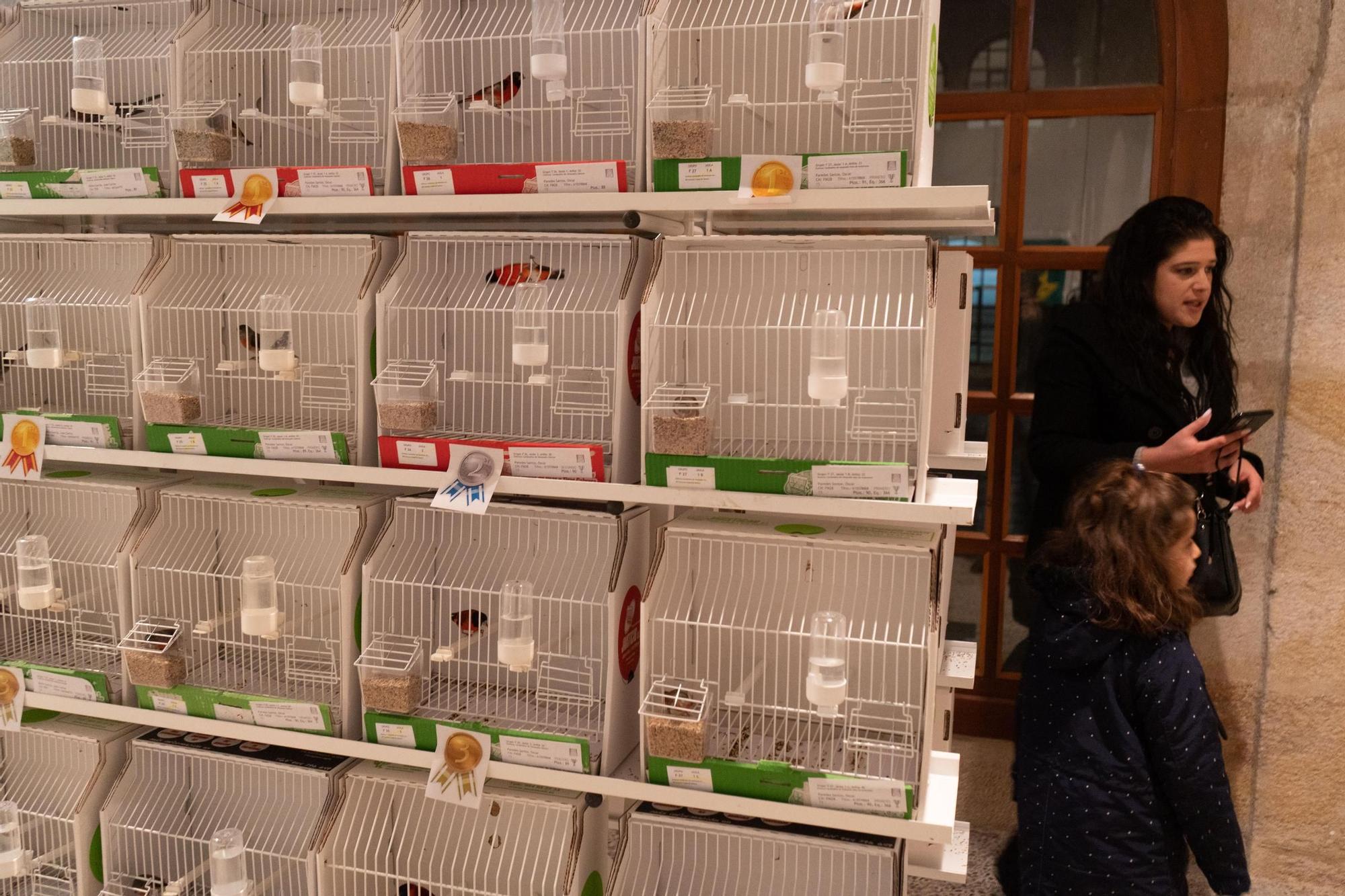 Pajaritos a gogó: más de 500 aves se exhiben en el concurso ornitológico de Zamora