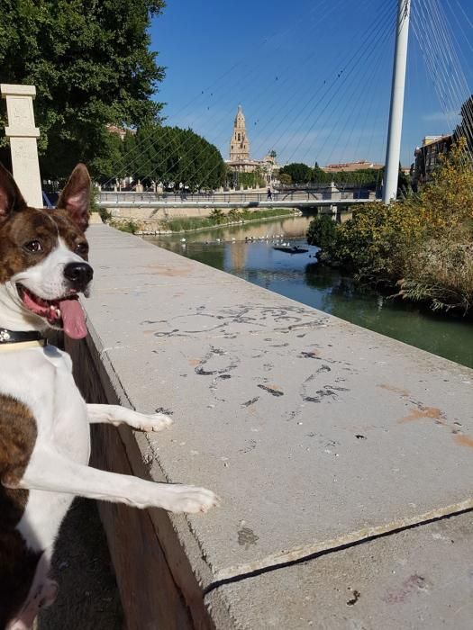 Dia Mundial del Perro