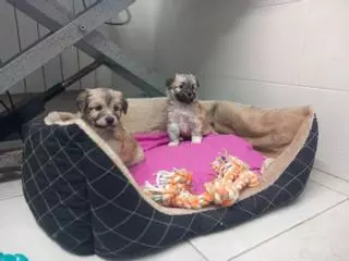 Infierno canino en el piso de la mujer fallecida en La Corredoria: así estaban los once perros rescatados entre un mar de basura