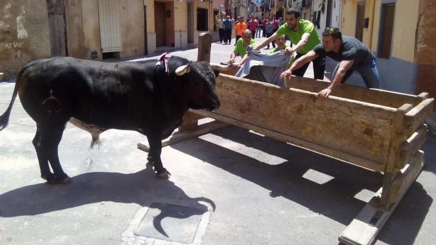 Un toro cornea a un hombre de 41 años en su vivienda de Cabanes