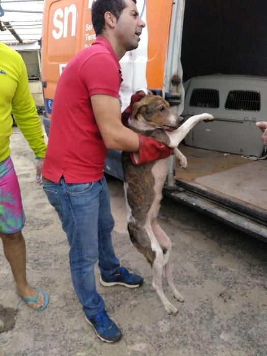 Hallan 24 perros abandonados en Juan Grande