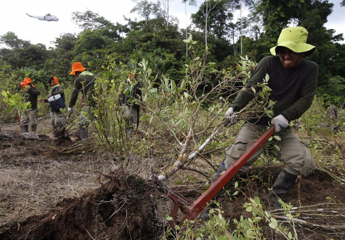 Imagen de archivo de la erradicación de cultivos de coca en Latinoamérica.