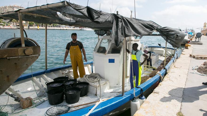 Diez barcos peinan cuatro días a la semana la playa de Gandia para librarla de medusas