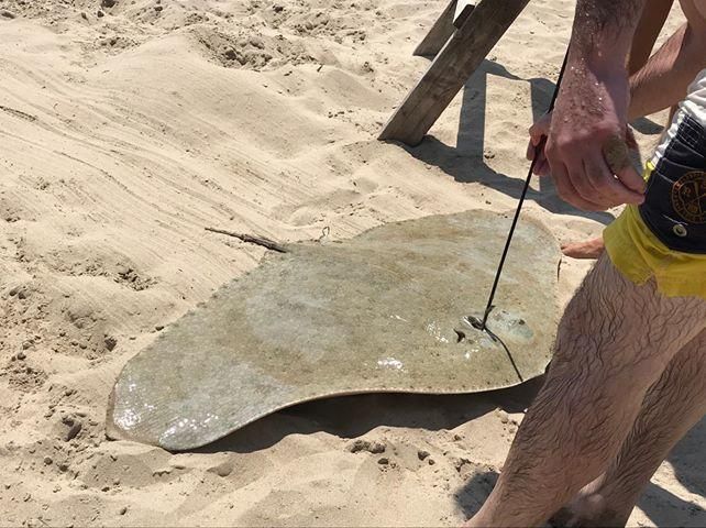 Manta raya arponeada en la playa Muchavista