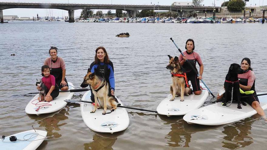 Perros al agua... en tablas de surf