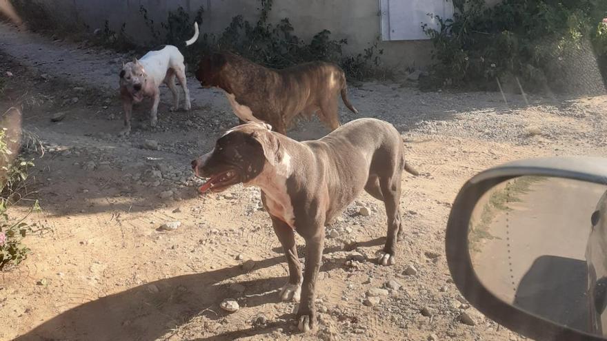 Dos perros sueltos matan a una perra en la Canyada