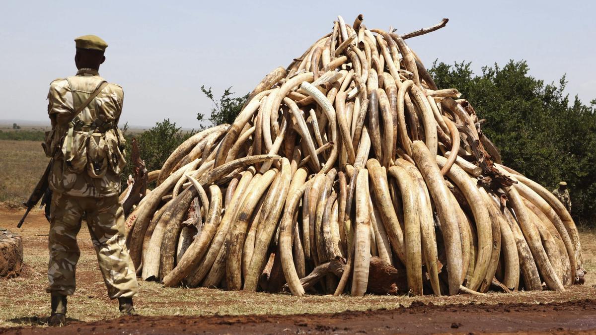 20.000 elefantes mueren cada año por el tráfico ilegal de marfil