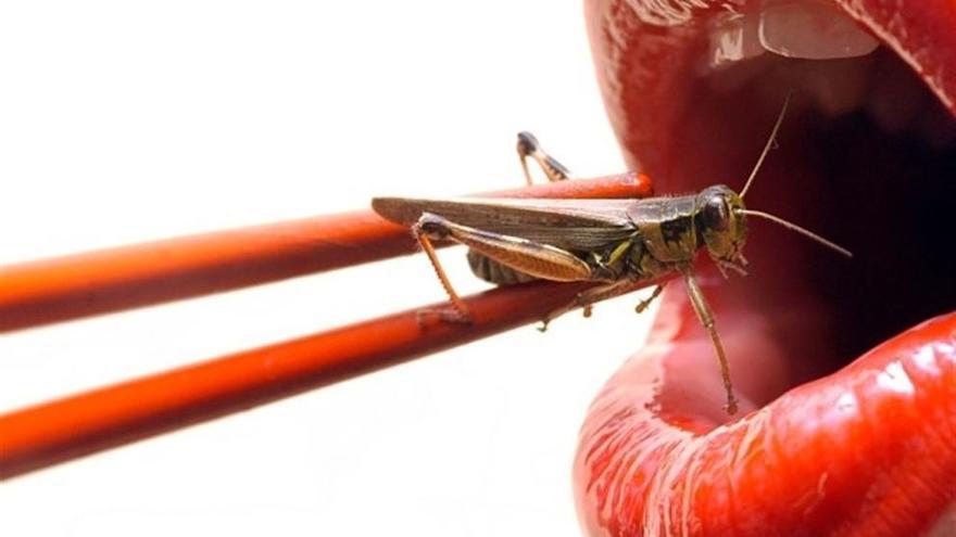 ¿Es peligroso comer insectos?