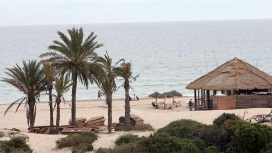 Las palmeras que se han plantado en Arenales del Sol.