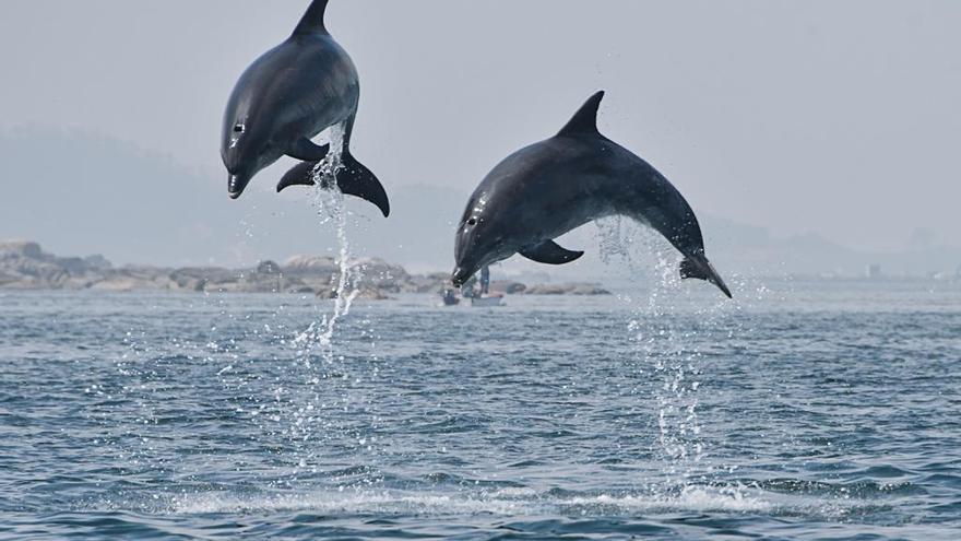 Delfines retozando en la costa de Pontevedra. // BDRI