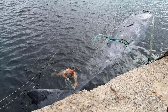 14/03/2019 TALIARTE. TELDE. Recogida del cachalote varado en la costa de Telde.   Fotografa: YAIZA SOCORRO.