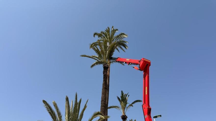 La mejora del entorno del Martínez Valero en Elche continúa con la poda en los huertos de palmeras