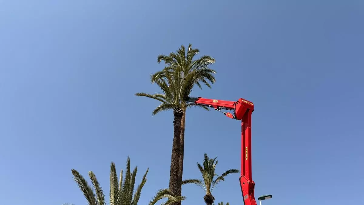 La mejora del entorno del Martínez Valero en Elche continúa con la poda en los huertos de palmeras