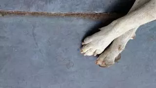 ¿Por qué tu perro se muerde las patas? La verdad revelada y cómo detenerlo
