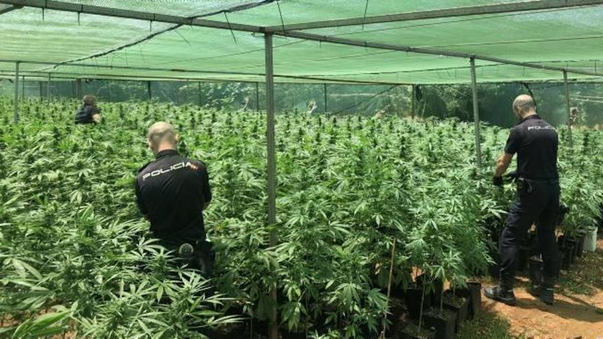 El invernadero con 6.750 plantas de marihuana ocupaba 3,5 hanegadas