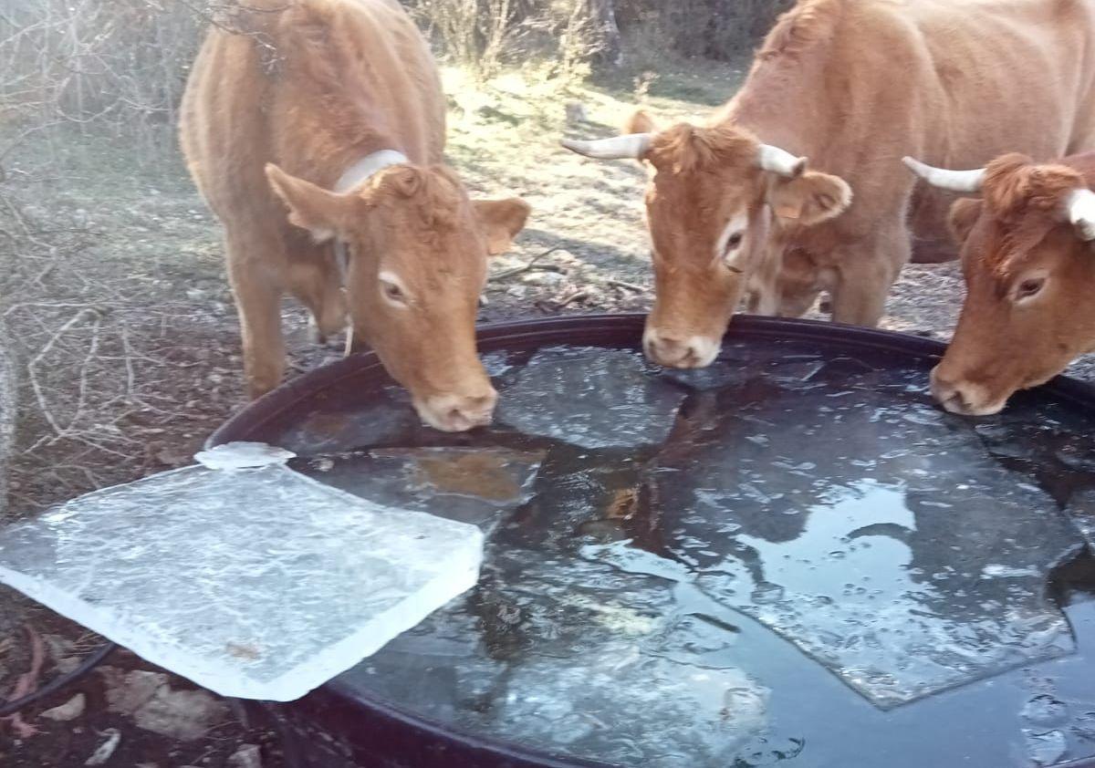 Una vacas intentar beber en un abrevadero completamente congelado