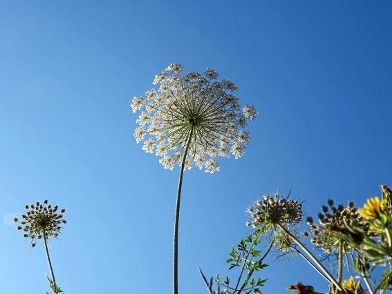 Sommerblumen