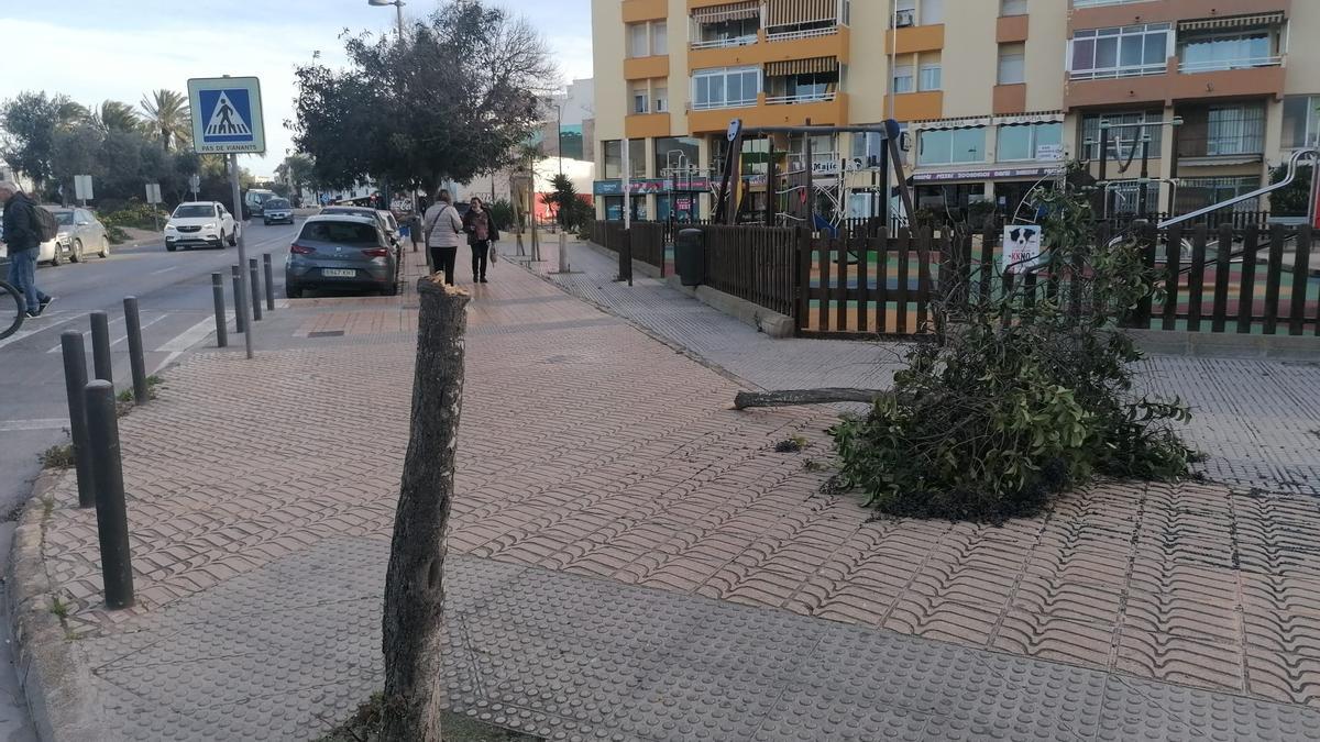 Un árbol caído en el barrio de ses Figueretes a causa del fuerte viento.