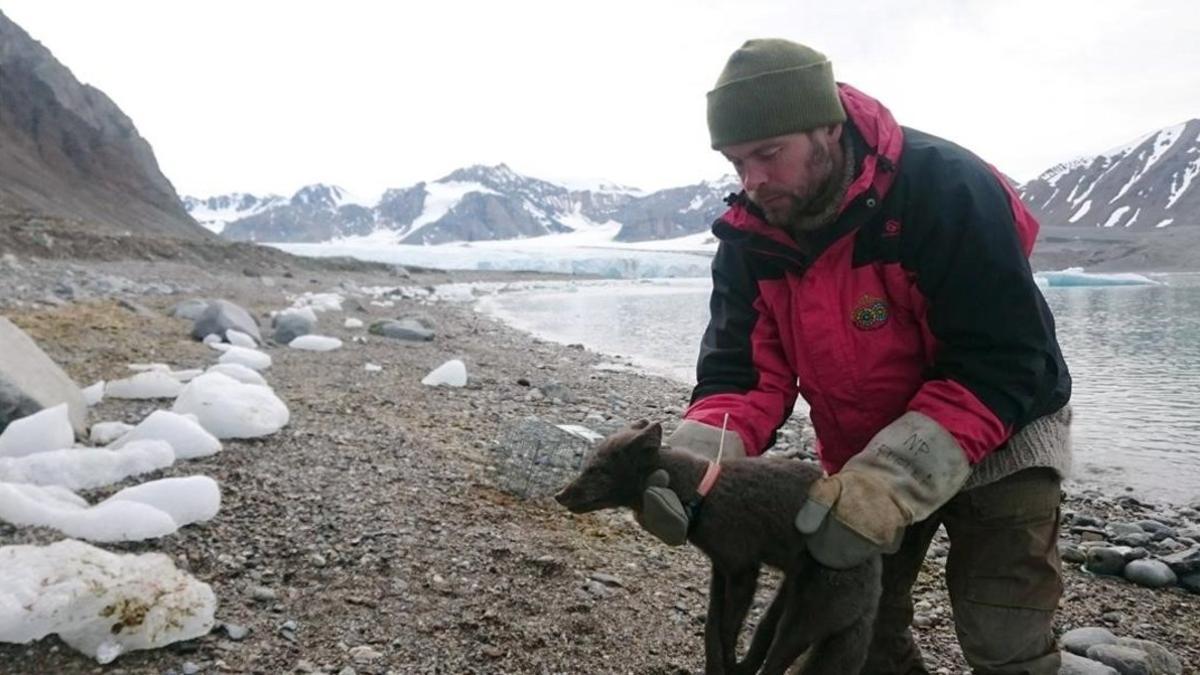 El largo viaje de una zorra de las nieves: de Noruega a Canadá en 76 días