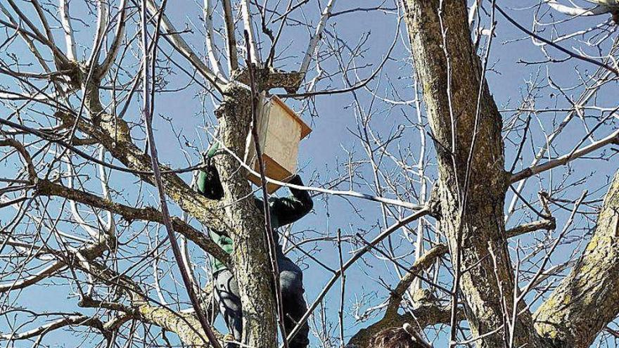 Graus usará aves rapaces para controlar a los roedores