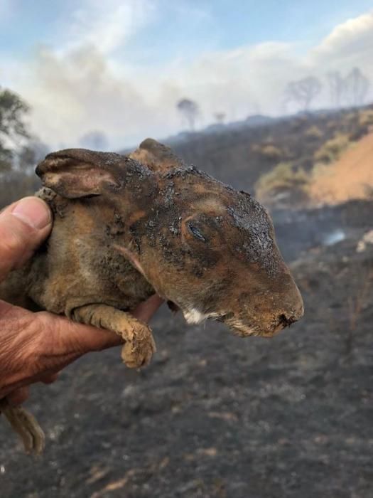 Imágenes del incendio forestal de Grisuela.