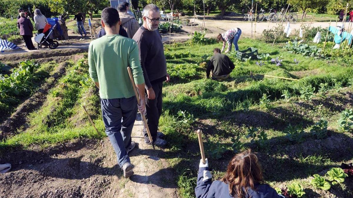 Uno de los once huertos de ocio del municipio en los que se han liberado mariquitas.